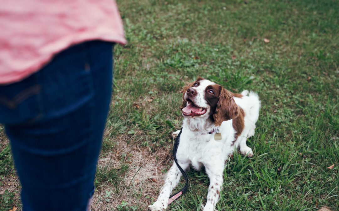Dog being trained to ‘sit’