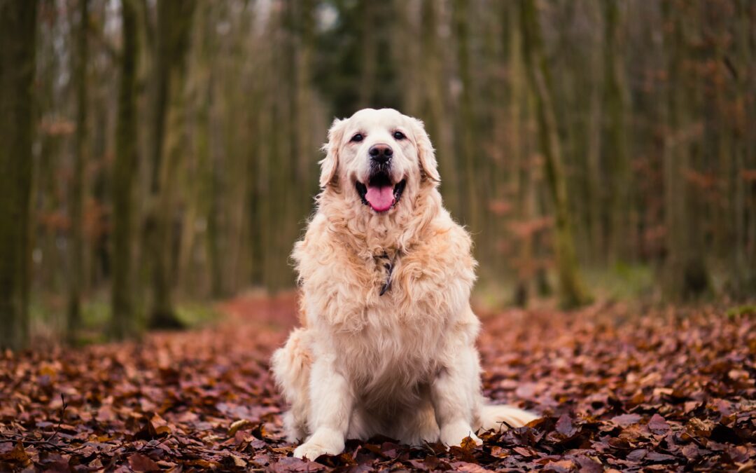 Big platinum retriever standing in the woods