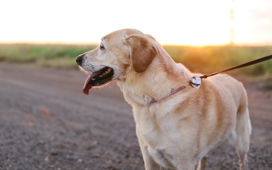 Yellow lab on a leash at sunset