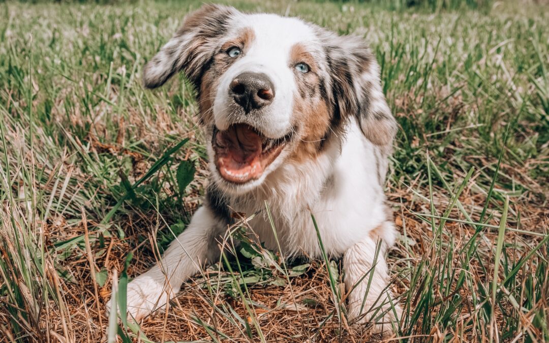 Australian shepherd puppy lying in the grass
