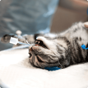 Pet Surgery