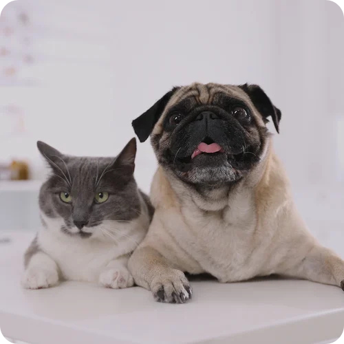 cat-dog