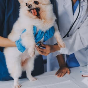 dog-vet