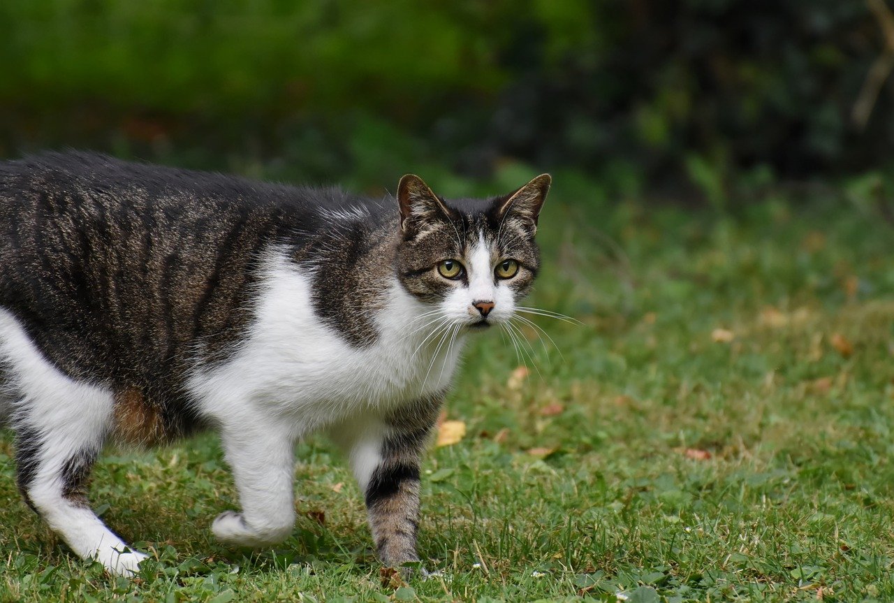 Picture of Understanding The Low Incidence Of Lyme Disease In Cats