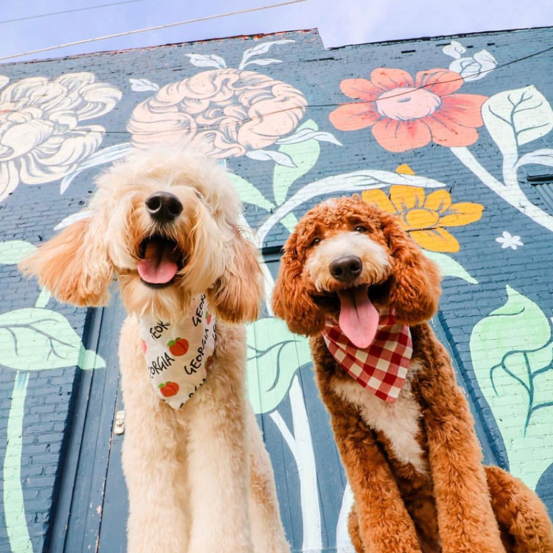 two dogs outside of a colorful building