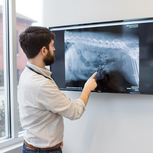 pet-radiology-doctor-checking-xray