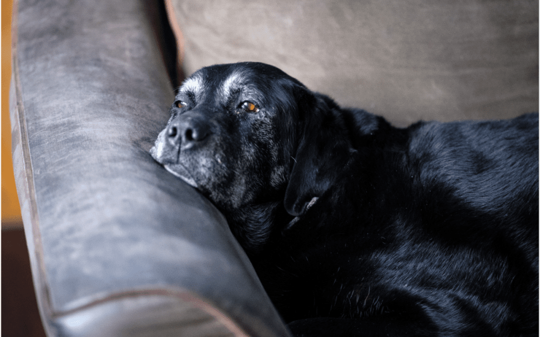 Tips for Preparing for the Loss of Your Pet
