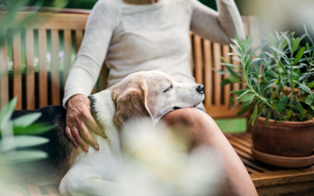 Ensuring Senior Pets’ Comfort and Joy During the Holiday Season