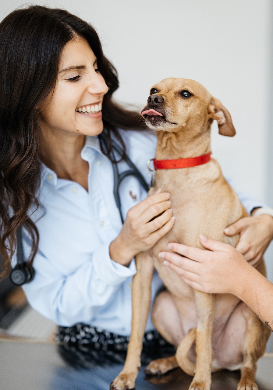 a vet holding a dog during a veterinary examination