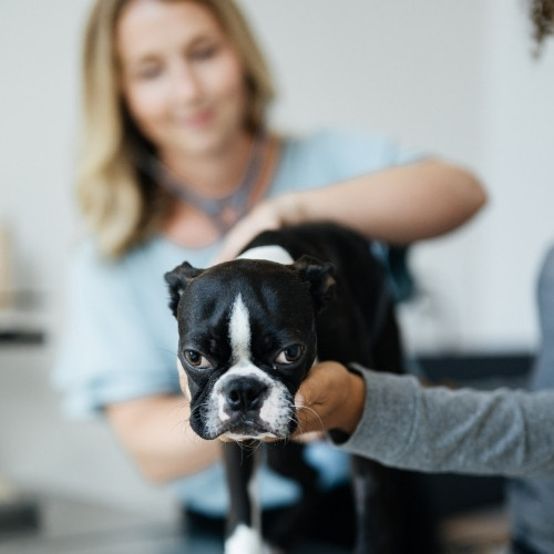 a veterinarian gently holds a black and white dog