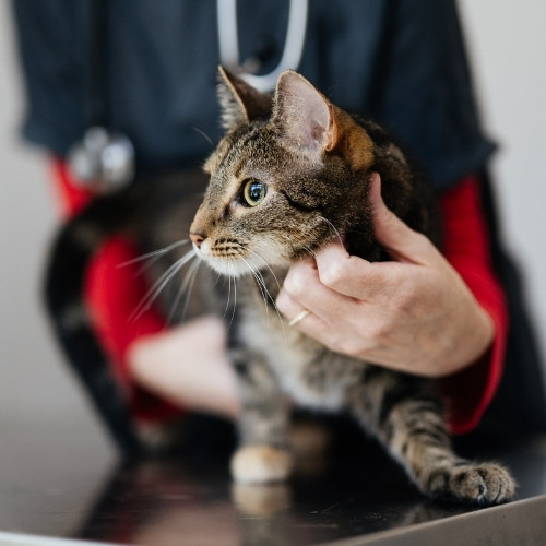 a veterinarian gently holds a cat on a table